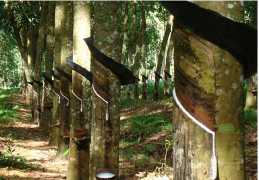 中國(guó)天然橡膠行業(yè)現(xiàn)狀及發(fā)展趨勢(shì)分析