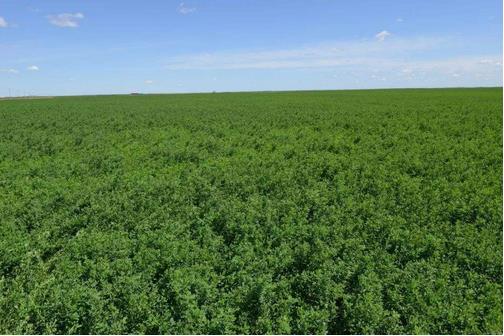 苜蓿種植與奶業(yè)發(fā)展需求相比，仍有很大差距，缺口將持續(xù)存在??