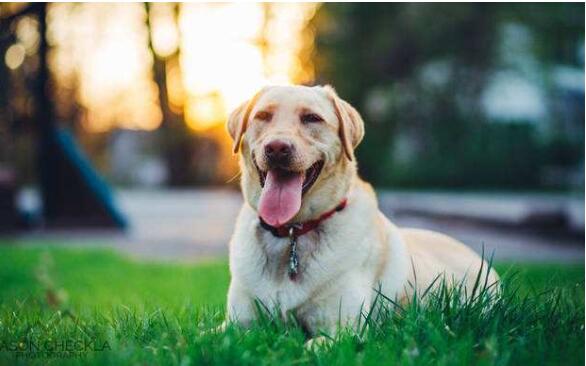 我國寵物行業(yè)市場潛力巨大，其寵物醫(yī)療行業(yè)也水漲船高