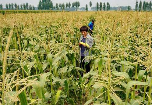 三部委：將水稻、玉米、小麥三大糧食作物制種納入中央財政農(nóng)業(yè)保險保險費補貼目錄