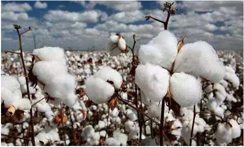 生產(chǎn)成本高、品質(zhì)中低端與高價(jià)格是我國(guó)棉花產(chǎn)業(yè)的最主要問(wèn)題