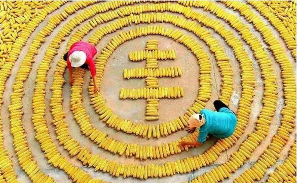 東北三省糧食產(chǎn)量達到2666億斤，約占全國糧食總產(chǎn)量的20.3%，黑龍江省繼續(xù)是全國糧食產(chǎn)量第一大省?????