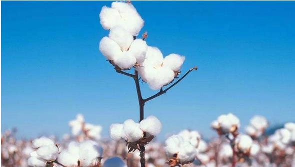 2018年，全國(guó)棉花種植面積為3352.3千公頃，比2017年增加157.6千公頃，增長(zhǎng)4.9%