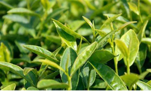 中國白茶產(chǎn)業(yè)持續(xù)呈現(xiàn)出量增價(jià)升的態(tài)勢，但更多的是在茶產(chǎn)業(yè)的提質(zhì)增效、轉(zhuǎn)型升級(jí)上