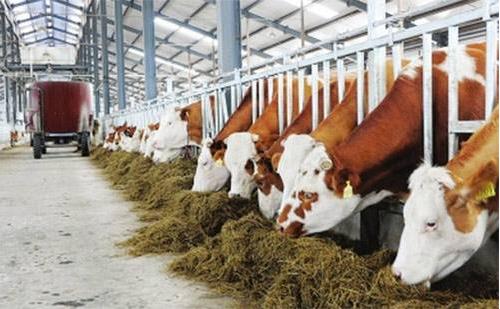 專業(yè)化、環(huán)保化、集約化和規(guī)?；切竽翗I(yè)發(fā)展必然趨勢