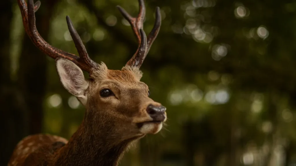 Scientists worry that humans could contract the ‘fatal’ zombie deer disease