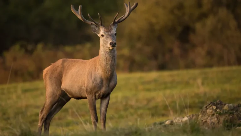 Scientists worry that humans could contract the fatal zombie deer disease