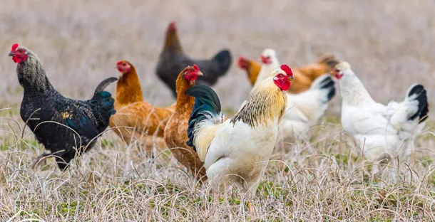 Combating Bird Flu: Recognising the Risk and Taking Preventative Actions