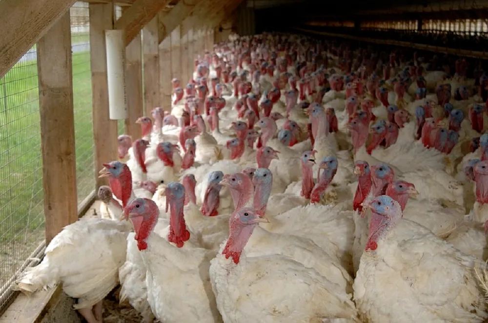 Combating Bird Flu: Recognising the Risk and Taking Preventative Actions